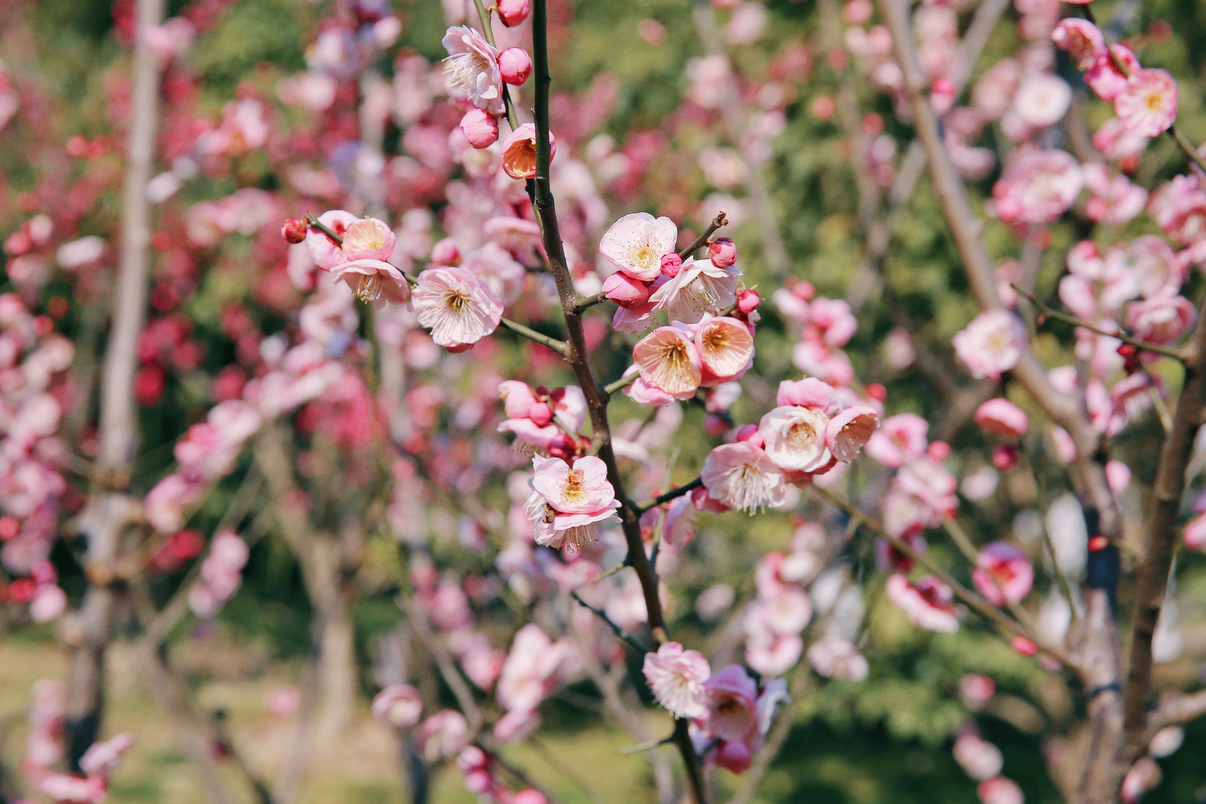 Z6·尊龙凯时「中国」官方网站